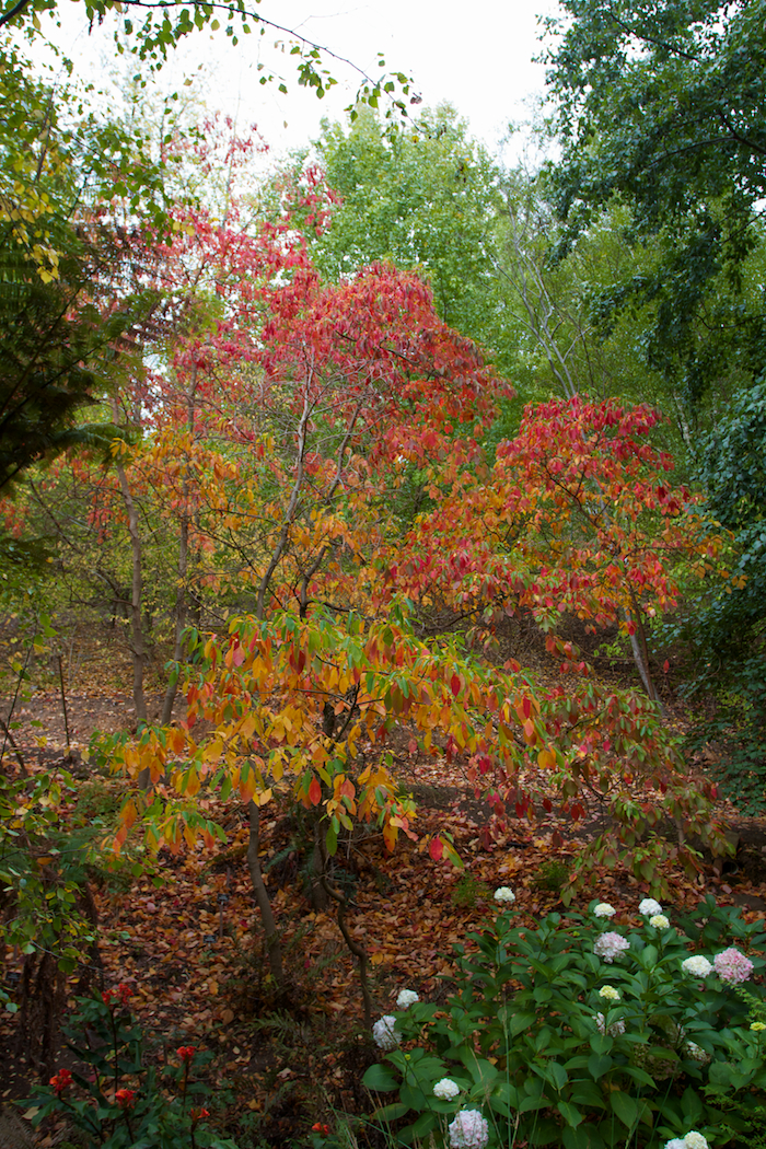 Coloured Leaves [ EF 17-40mm 1:4 L ]