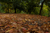 Floor of Leaves [ EF 17-40mm 1:4 L ]