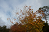 Autumn Leaves [ EF 17-40mm 1:4 L ]
