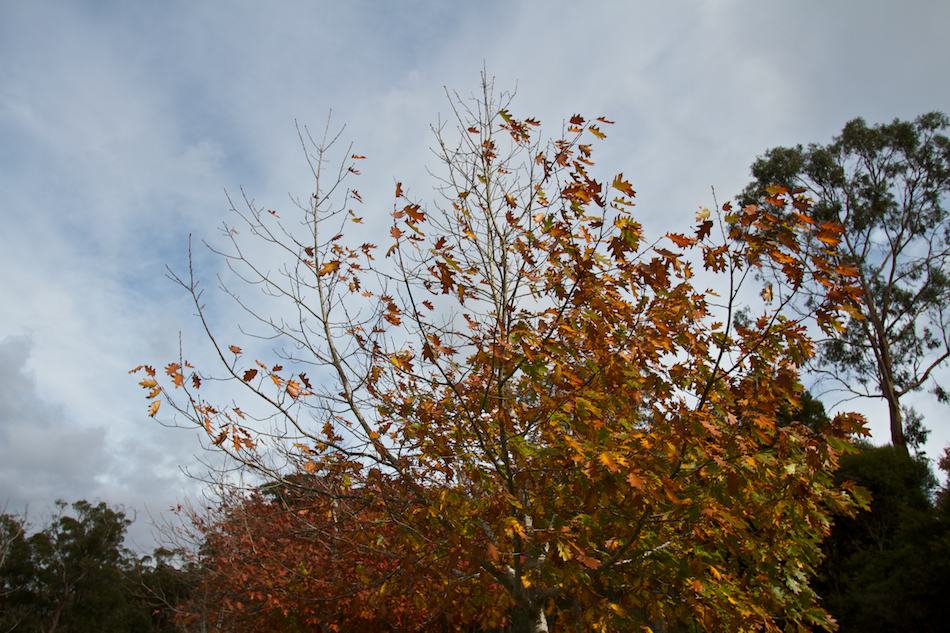 Autumn Leaves [ EF 17-40mm 1:4 L ]