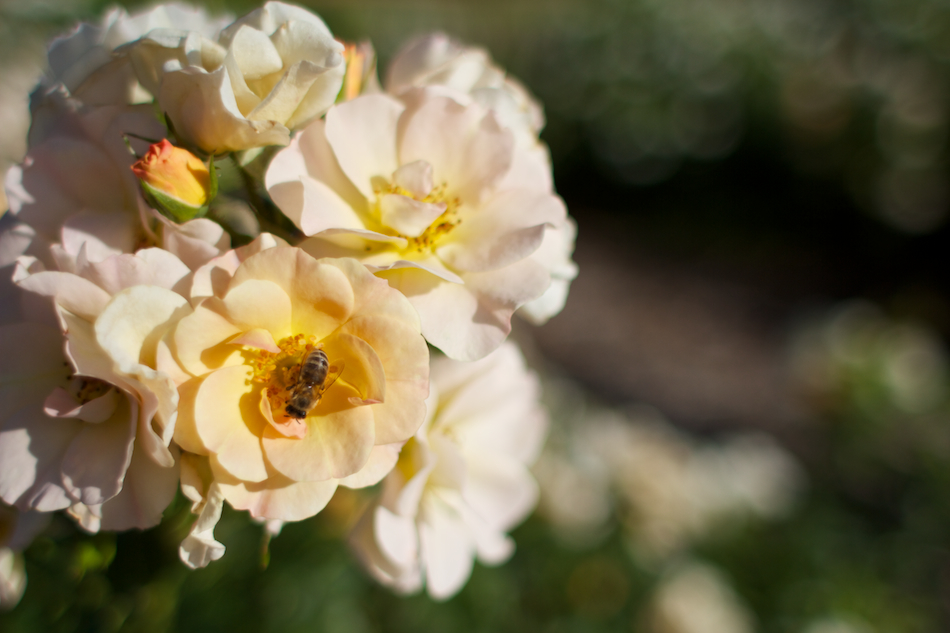 Bee! [ EF 28mm 1.8 ]