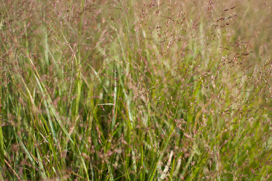 Grassy [ EF 28mm 1.8 ]