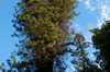 Hoop Pines [ EF 17-40mm 1:4 L ]
