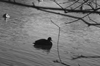 Ducks [ EF 24-105mm 1:4 L IS ]