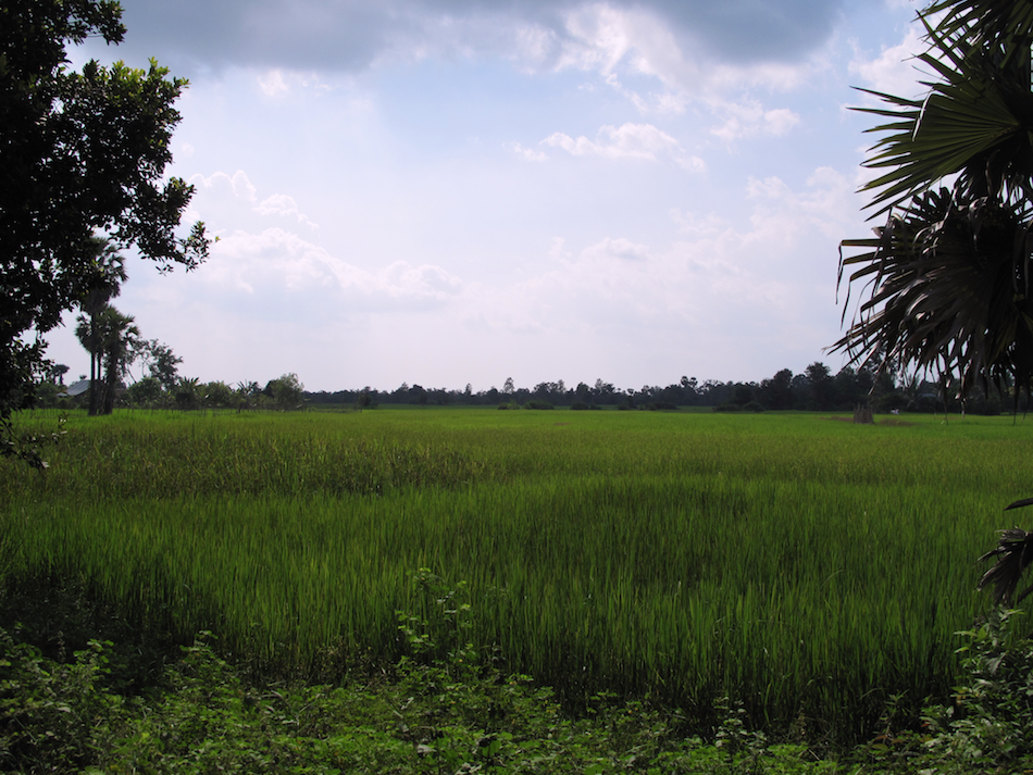 Cambodian Field