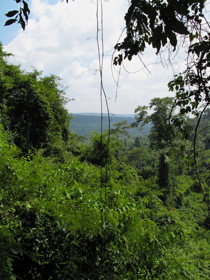 Cambodian Jungle