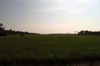 Cambodian Rice Field