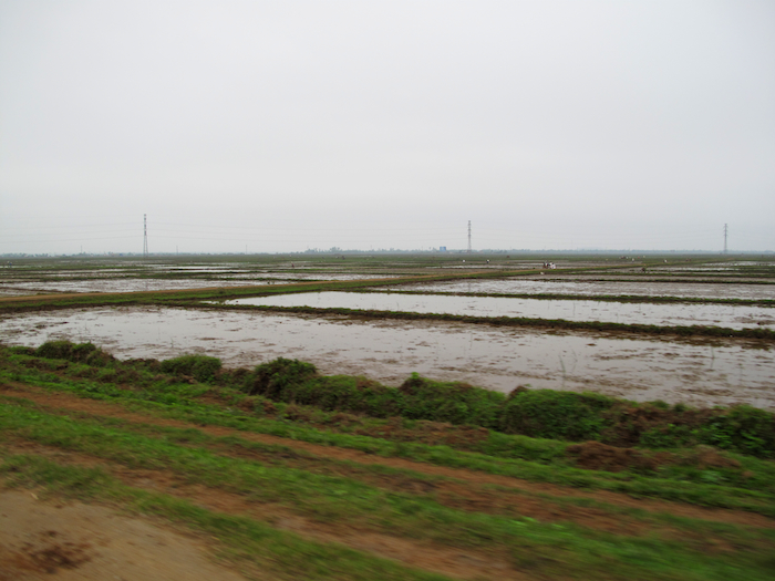 DMZ Rice Fields