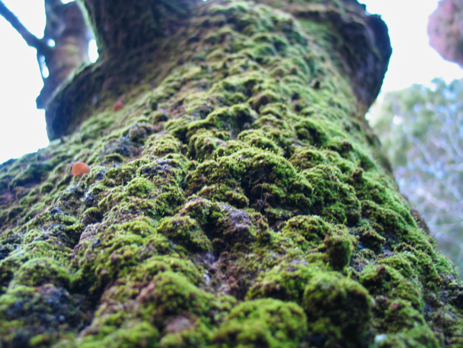 Moss on Tree - Hollybank Forest
