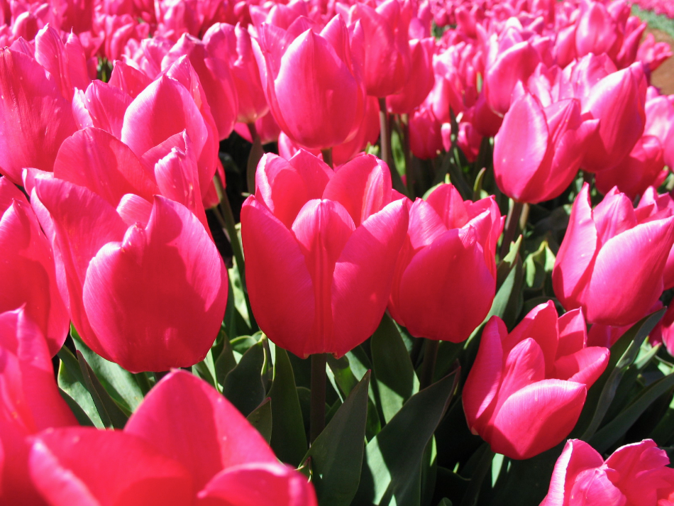 Pink Tulips III
