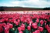 Pink Tulip Field