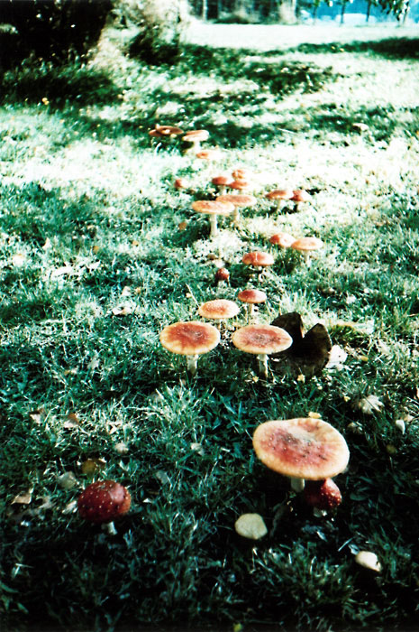 More Toadstools