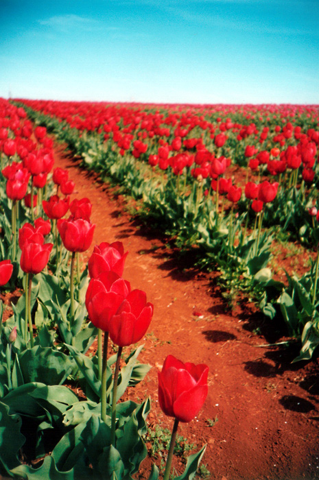 Red Tulips: Close