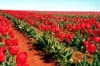 Red Tulips: Far