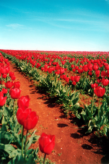 Red Tulips: Far