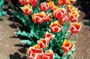 World's Favourite Tulips II