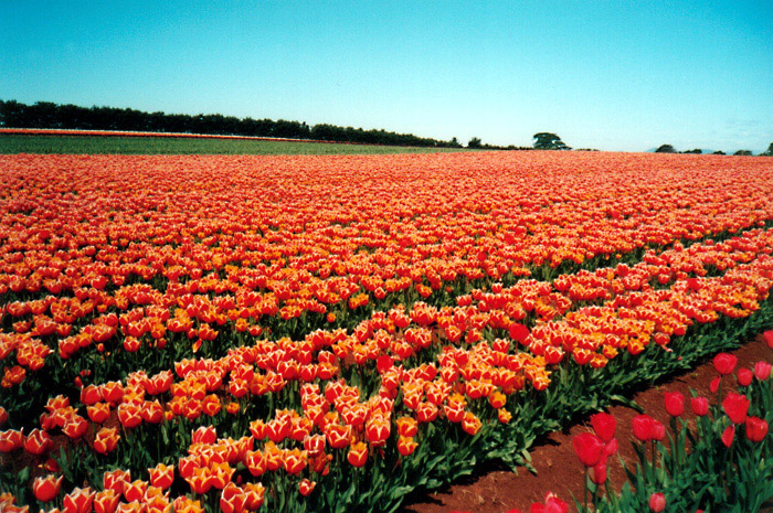 World's Favourite Tulips