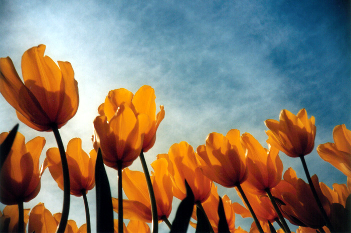 Yellow Tulips: Low