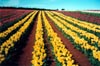 Yellow Tulip Rows II