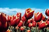 Kees Nelis Tulips: Close