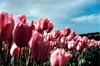 Pink Tulips: Close
