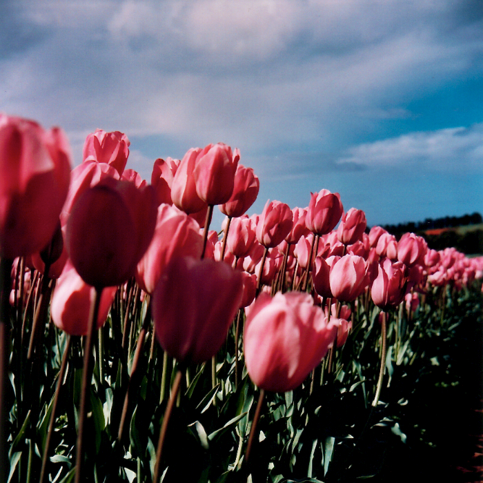 Pink Tulips: Close