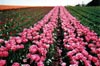 Pink Tulip Rows