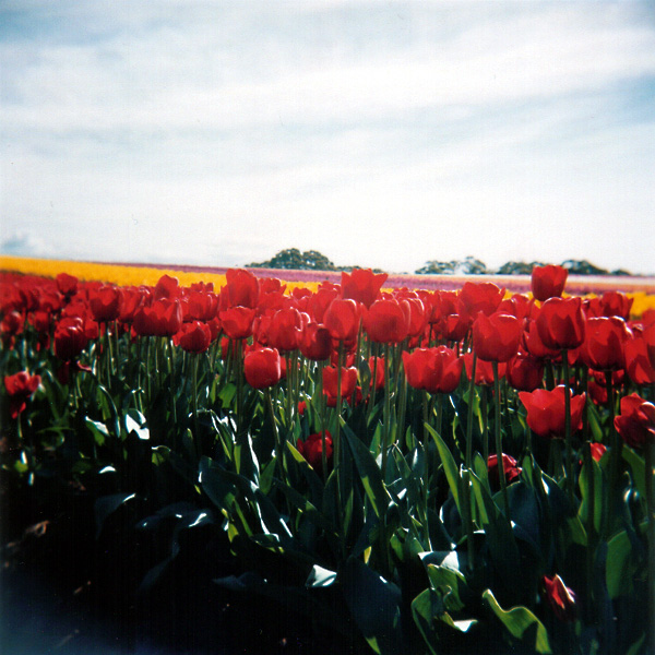 Red Tulips title=