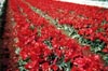 Red Tulip Rows II