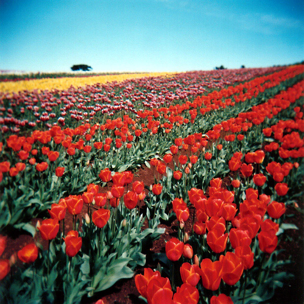 Red Tulip Rows