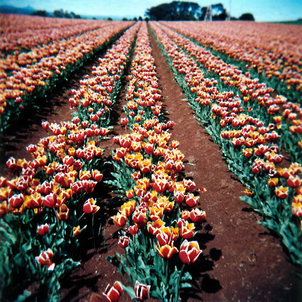 World's Favourite Tulips III