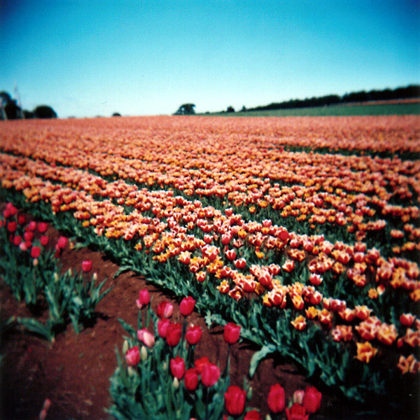 World's Favourite Tulips
