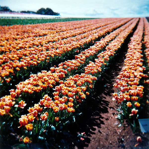 World's Favourite Tulips II