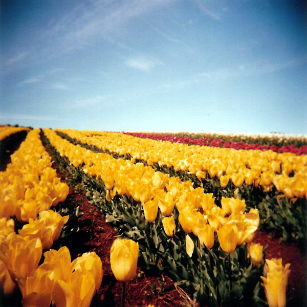 Yellow Tulips: Close