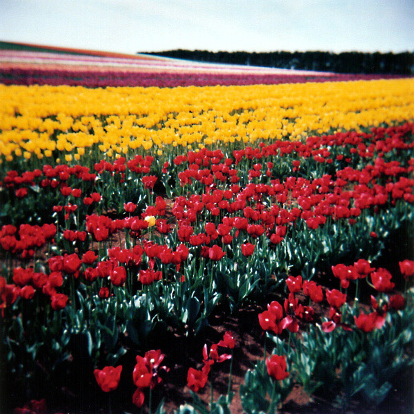 Yellow in a Field of Red